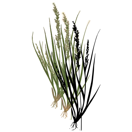 Tufted grass with fine spikes