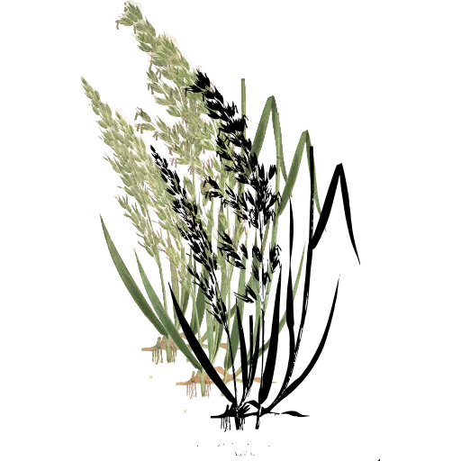Grass with nodding panicle
