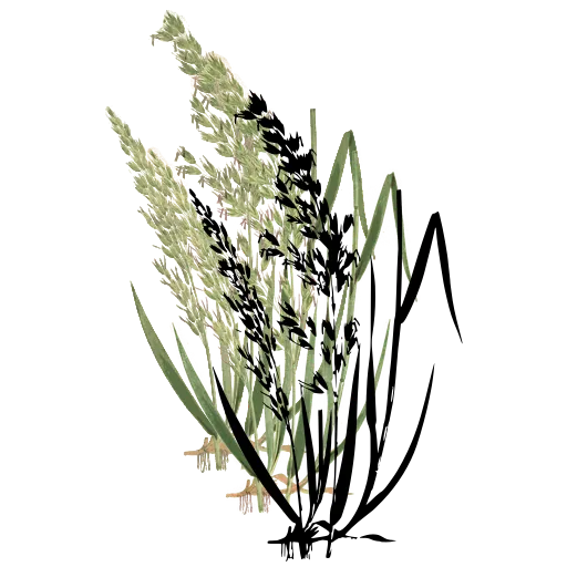 Grass with nodding panicle