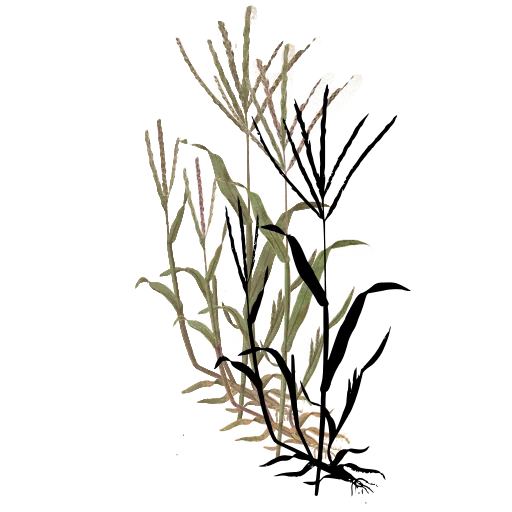 Broad grass blades on stem