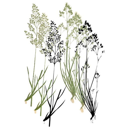 Two grasses with fine panicles