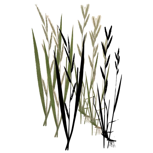 Grass with pointed spikelets