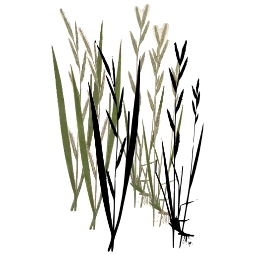Grass with pointed spikelets