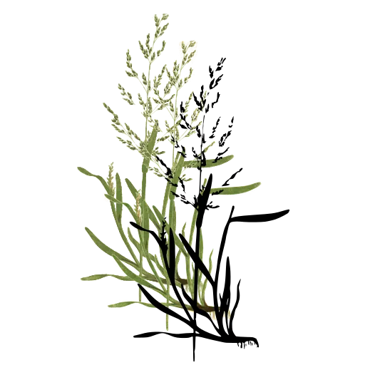 Grass with feathery panicle