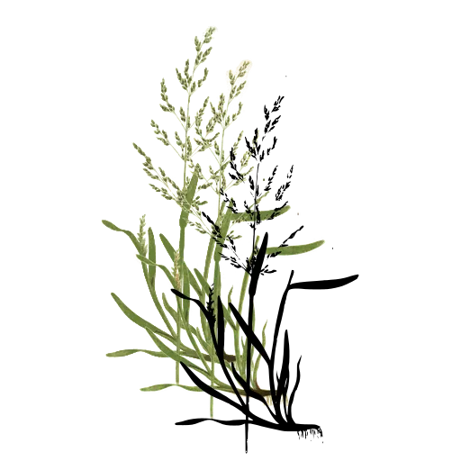 Grass with feathery panicle