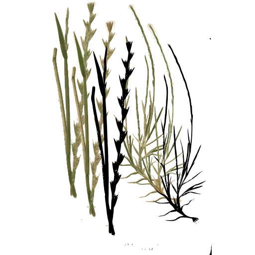 Grass with flattened spike