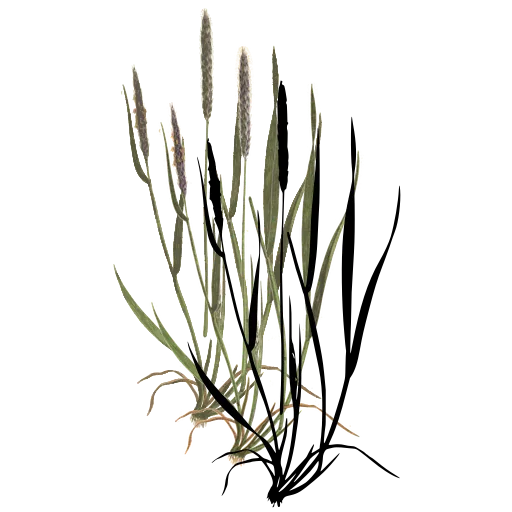 Grass tuft with slender spike