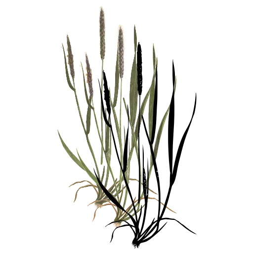 Grass tuft with slender spike