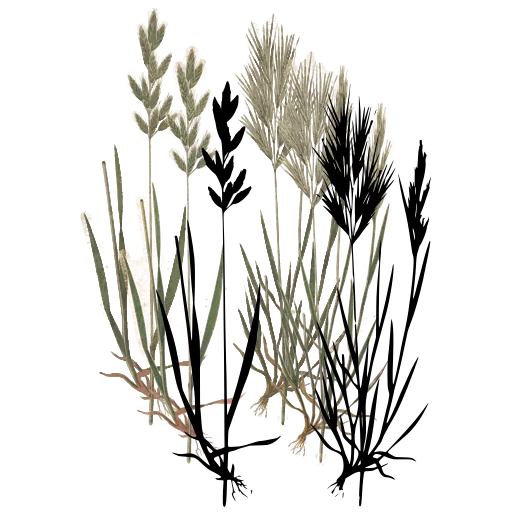 Grass with bristled seed head