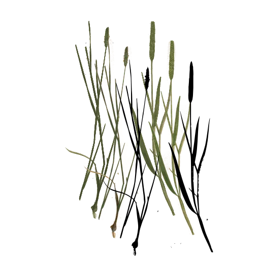 Slender grass with narrow spikes