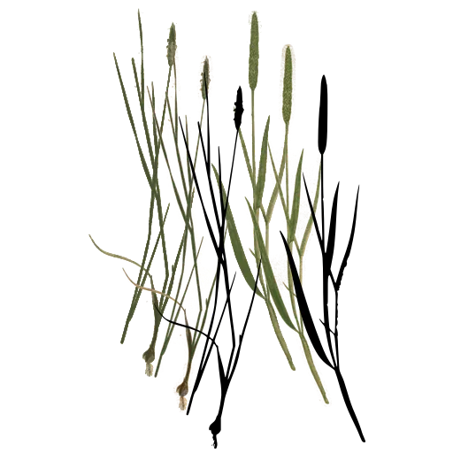 Slender grass with narrow spikes