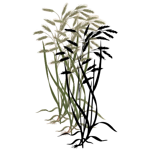 Grass with spreading spikelets