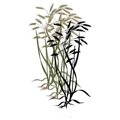 Grass with spreading spikelets
