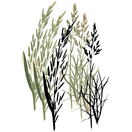Grass with dense panicle