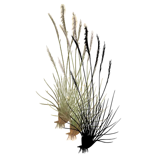 Rush tuft with wiry stems