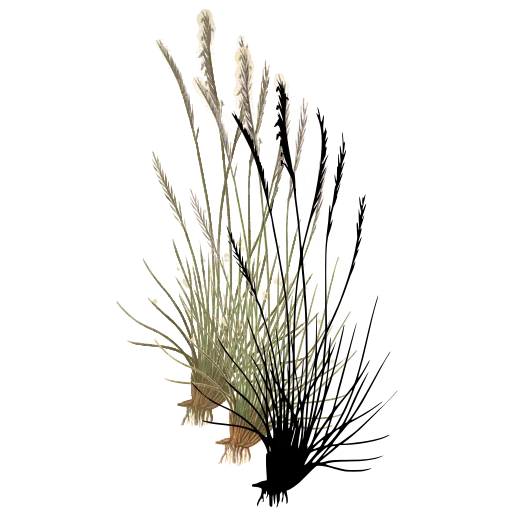 Rush tuft with wiry stems