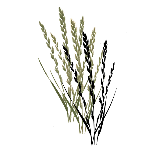 Grass with two-ranked spikelets