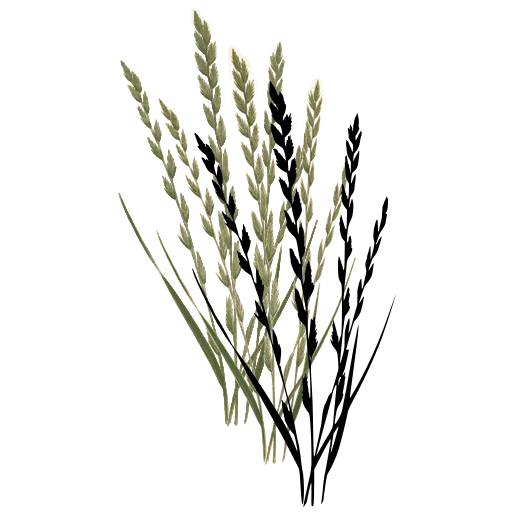 Grass with two-ranked spikelets