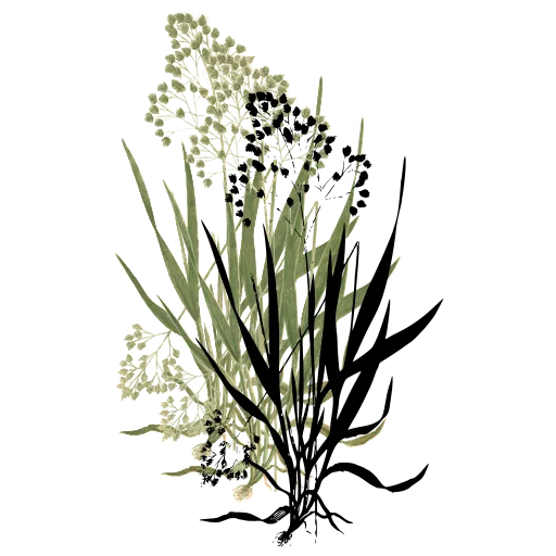 Grass with beaded panicle