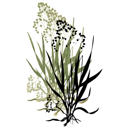 Grass with beaded panicle