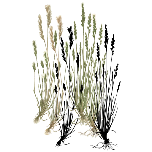 Tufted grass with knobbed spikes