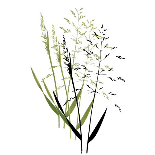 Grass with airy open panicle