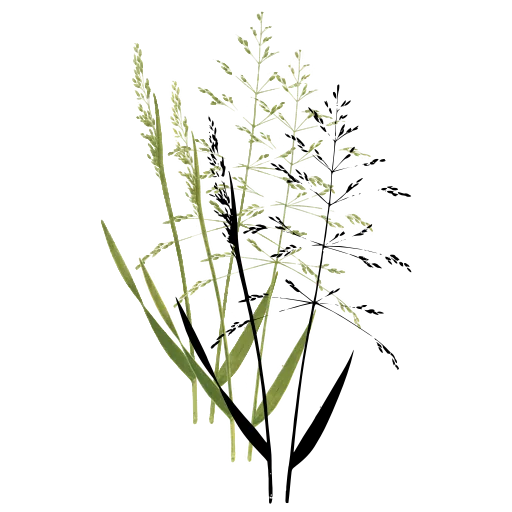 Grass with airy open panicle