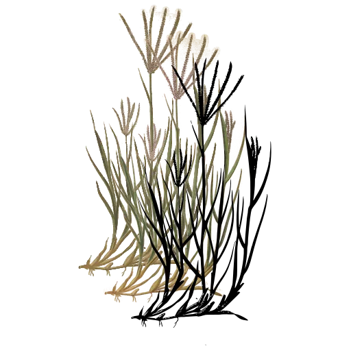 Sprawling grass with thin spikes