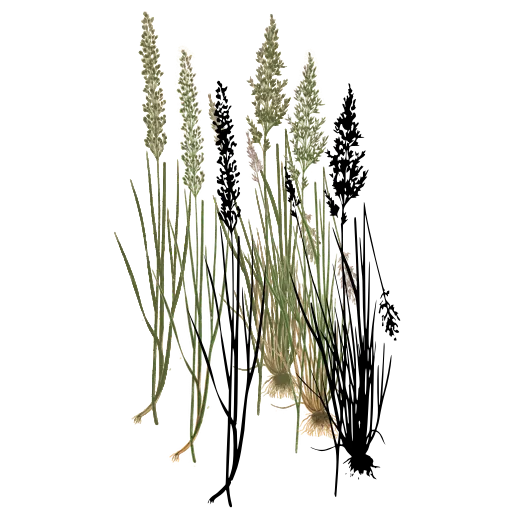 Grass with woolly spikes