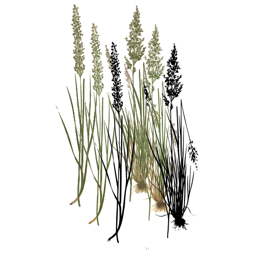 Grass with woolly spikes