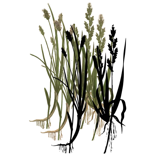 Grass with spike and roots