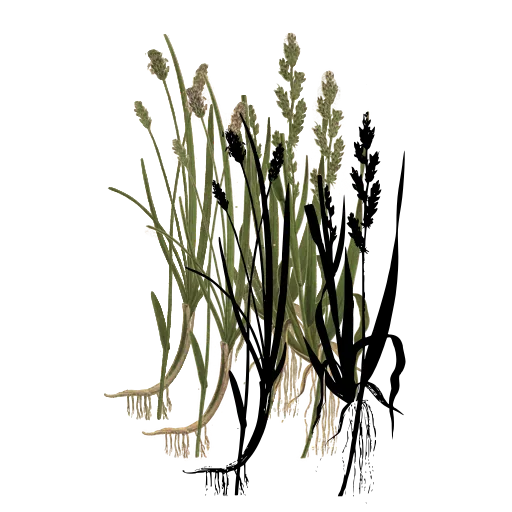 Grass with spike and roots