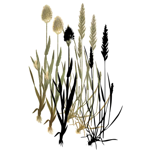 Grass with round tufted head