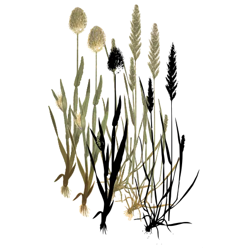 Grass with round tufted head