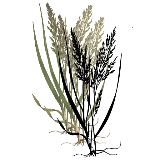 Grass with spreading panicle 01