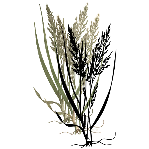 Grass with spreading panicle 01