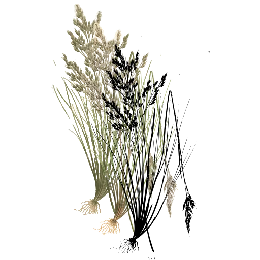 Sedge tussock with panicle