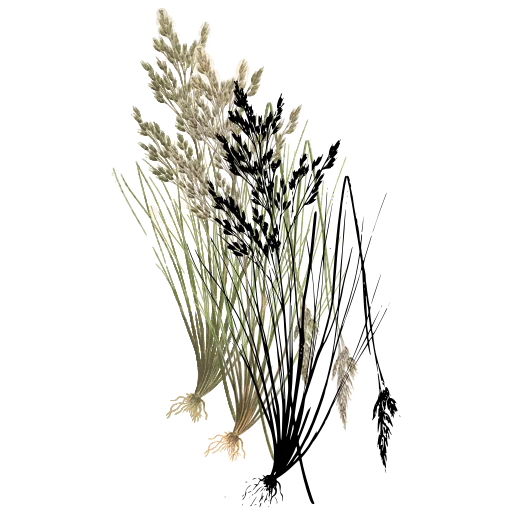 Sedge tussock with panicle