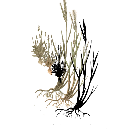Grass clump with bare roots