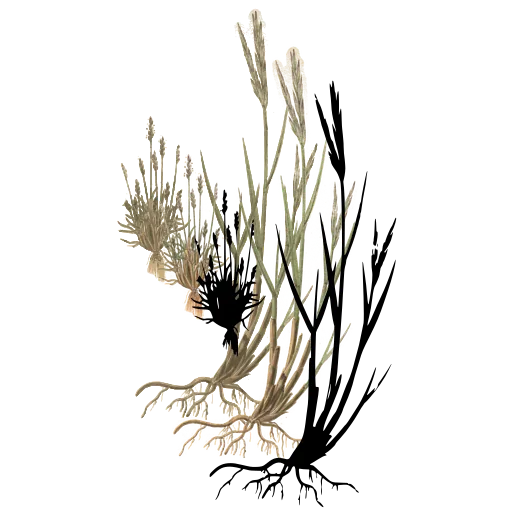 Grass clump with bare roots