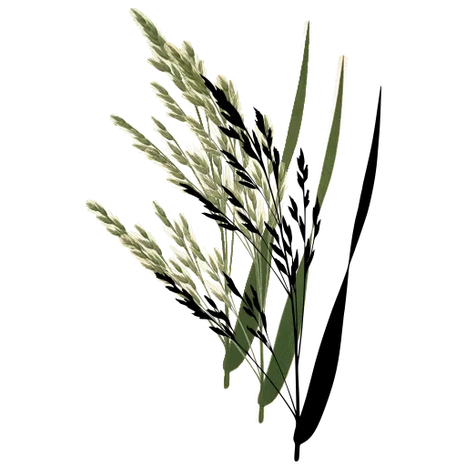 Grass panicle with broad blade 01