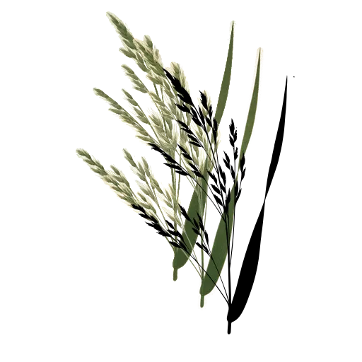 Grass panicle with broad blade 01
