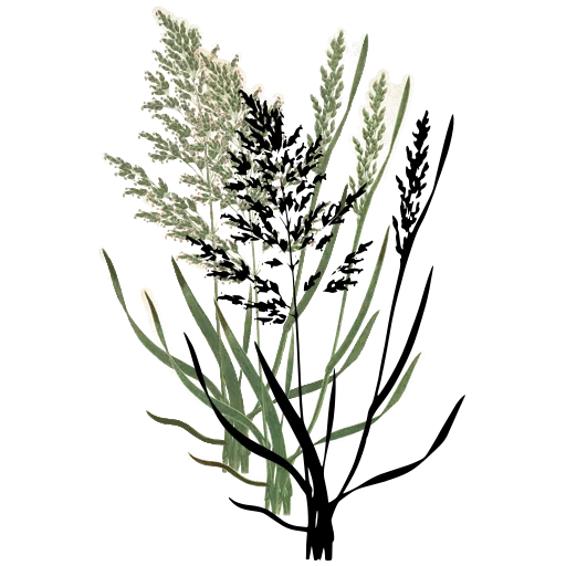 Grass with wide plume