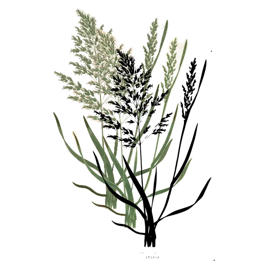 Grass with wide plume