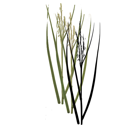 Grass spike between long blades