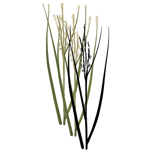 Grass spike between long blades