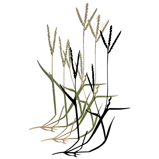 Slender grass with small spikes