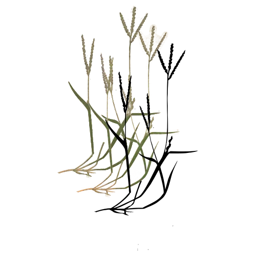 Slender grass with small spikes