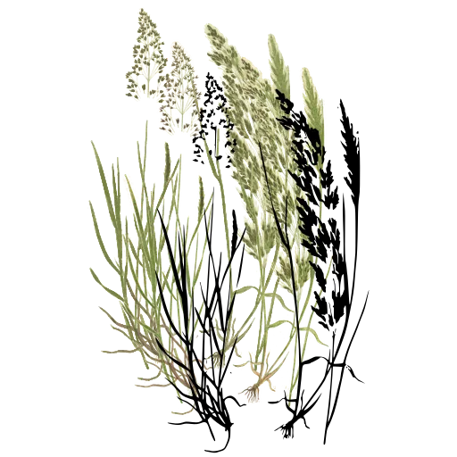 Grass with beaded and dense heads