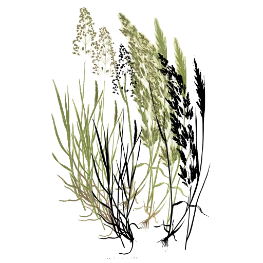 Grass with beaded and dense heads